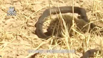 蜥蜴吃瓜,探索蜥蜴吃瓜的奇妙世界