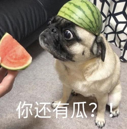 吃瓜 狼 表情包,趣味横生引发热议