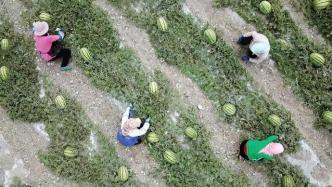 盘山吃瓜群众,吃瓜群众乐翻天