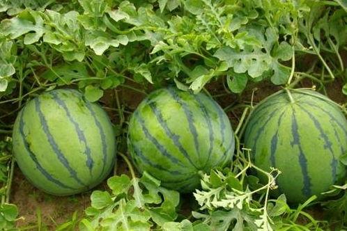 乾隆吃瓜的方式,乾隆皇帝的皇家吃瓜艺术