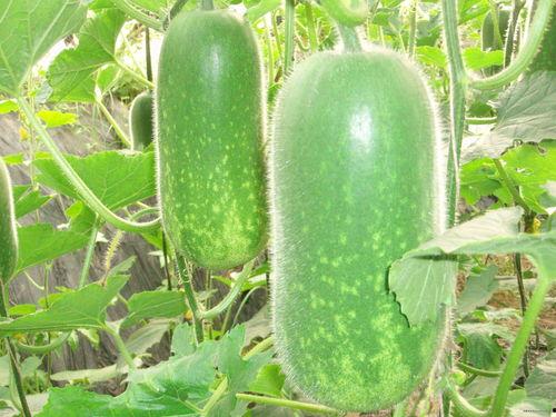 《吃瓜学法》,轻松掌握法律知识，成为法律小达人