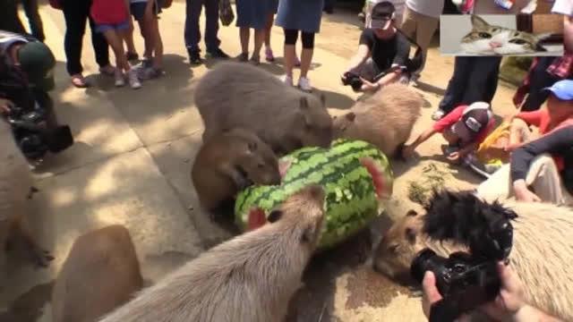 家里大水豚吃瓜,大水豚的夏日瓜果盛宴