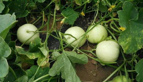 带你吃最甜的瓜,带你品尝最诱人的瓜果盛宴