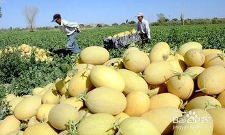 干咳吃哈密瓜好吗怎么吃,食用方法与功效解析