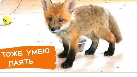 赤狐赤城吃瓜,一场吃瓜盛宴背后的故事