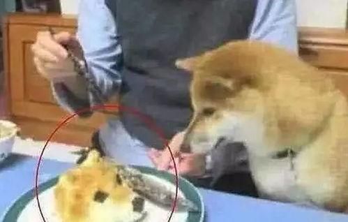 鹿雨吃瓜狗头,揭秘娱乐圈的“瓜田”趣事