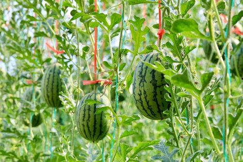 中铁吃瓜,揭秘铁路建设背后的那些事儿
