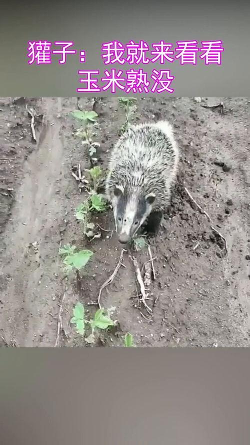 獾子吃瓜,探寻自然界的趣味瞬间