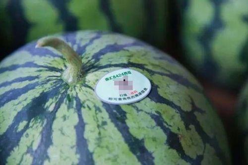 上海南汇吃瓜,夏日吃瓜盛宴，品味瓜香四溢的休闲时光