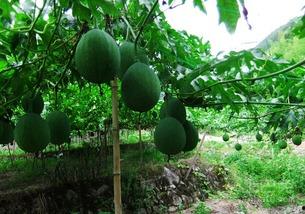 吃吊瓜有什么坏处