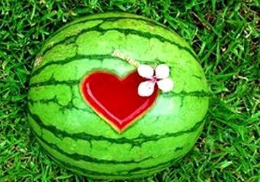 梦见朋友一起去摘白瓜吃