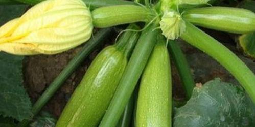 吃玉瓜通便吗怎么吃最好,最佳食用方法大揭秘