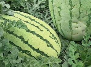 老挝森瓜群众吃瓜,群众共享的甜蜜时光