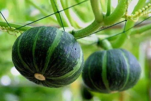 玫瑰花吃瓜,一场浪漫的味蕾邂逅