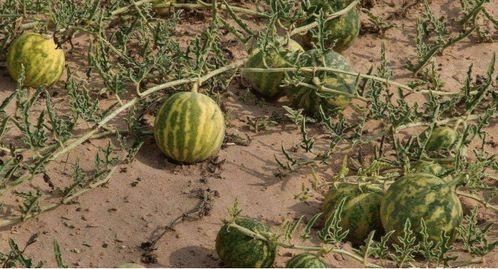 吃沙漠瓜就吐,揭秘吃瓜吐的秘密