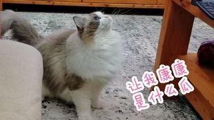 吃瓜的布偶,揭秘娱乐圈的幕后故事