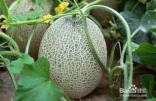 新疆必吃瓜,探寻新疆必吃瓜的甜蜜之旅